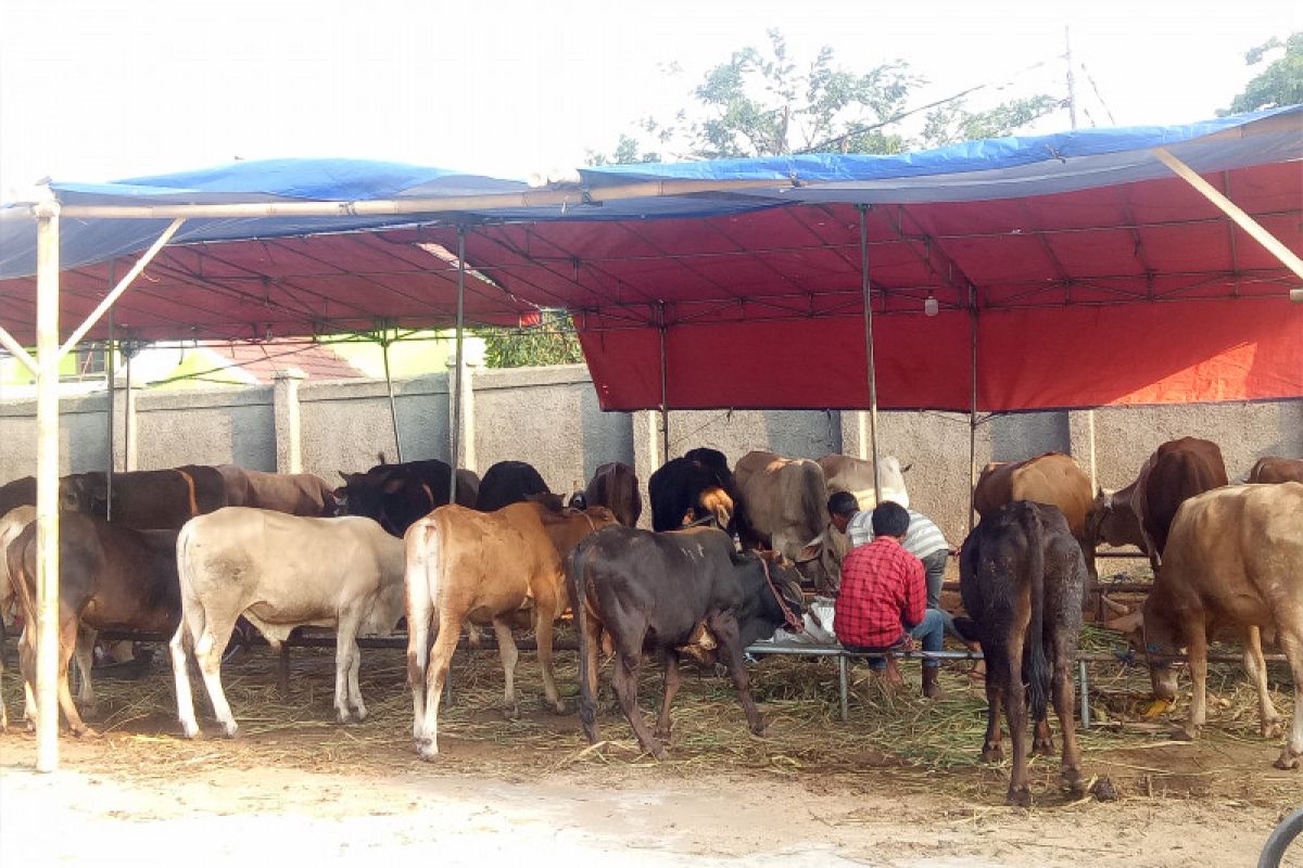 Pemkot Jakut data lokasi penjualan dan pemotongan hewan kurban