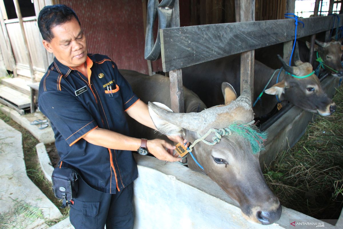 Hasil pemeriksaan kesehatan hewan kurban di Palangka Raya