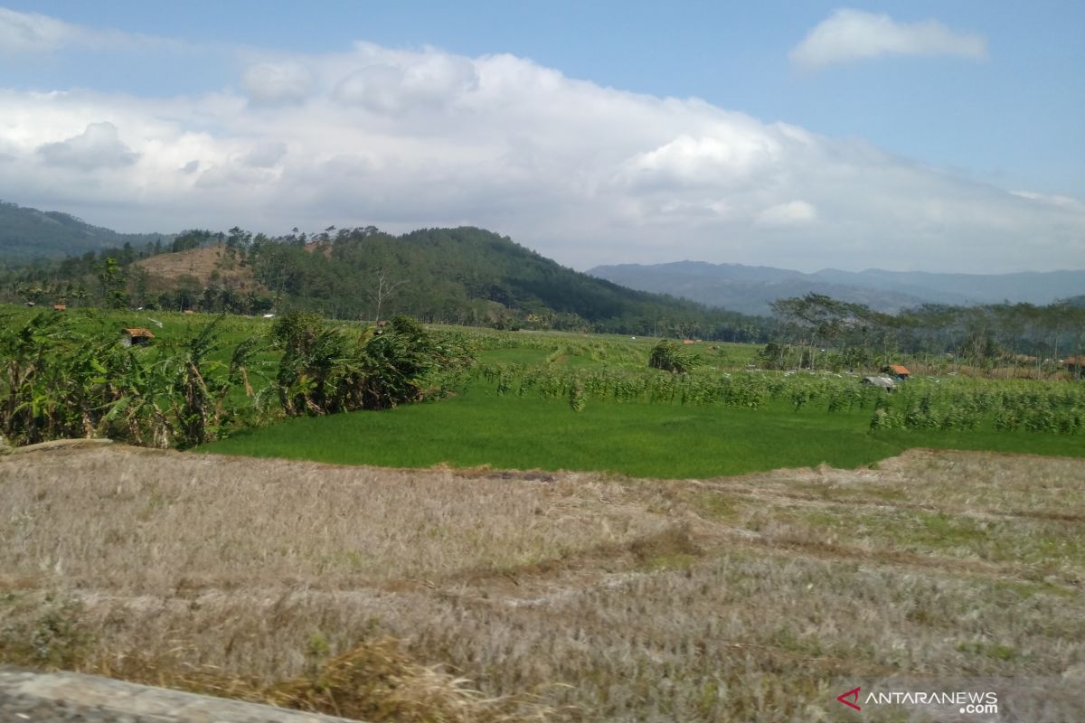 Produksi bakal susut, 2.000 hektare sawah di Sumsel alami kekeringan