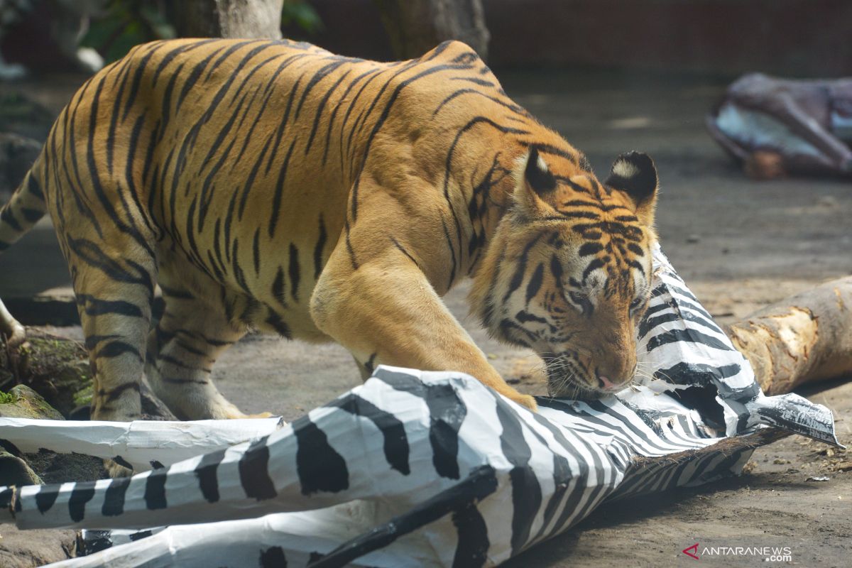 BKSDA : Jerat jadi ancaman kepunahan Harimau Sumatera