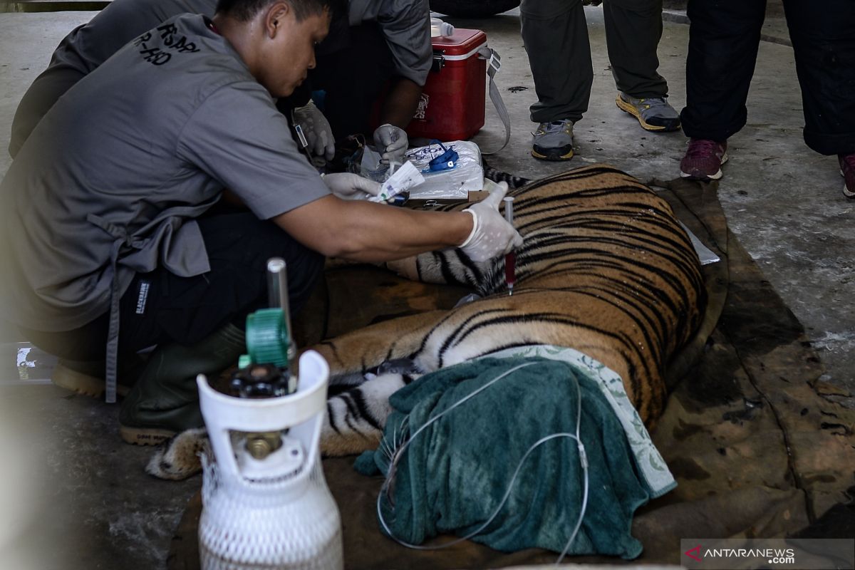 Warga Sumsel tewas diterkam harimau di hutan Riau