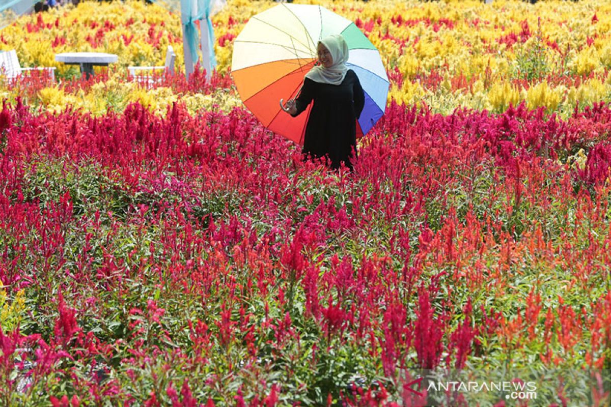 Wisata taman bunga celosia