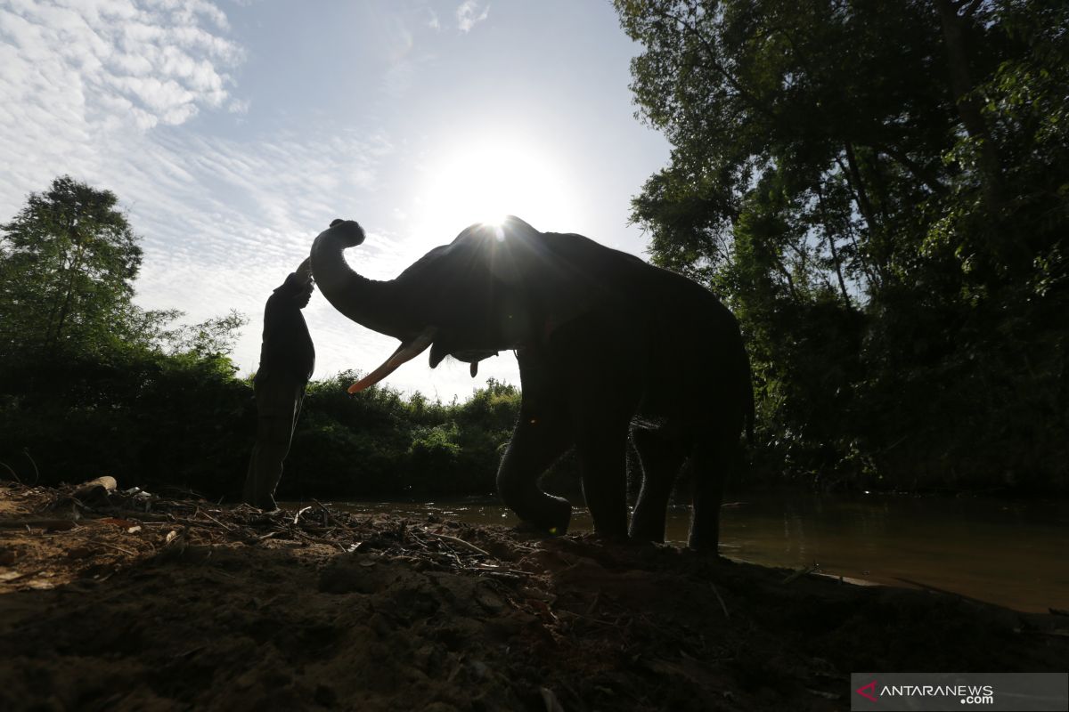 Tiga gajah terjerat di Aceh Timur