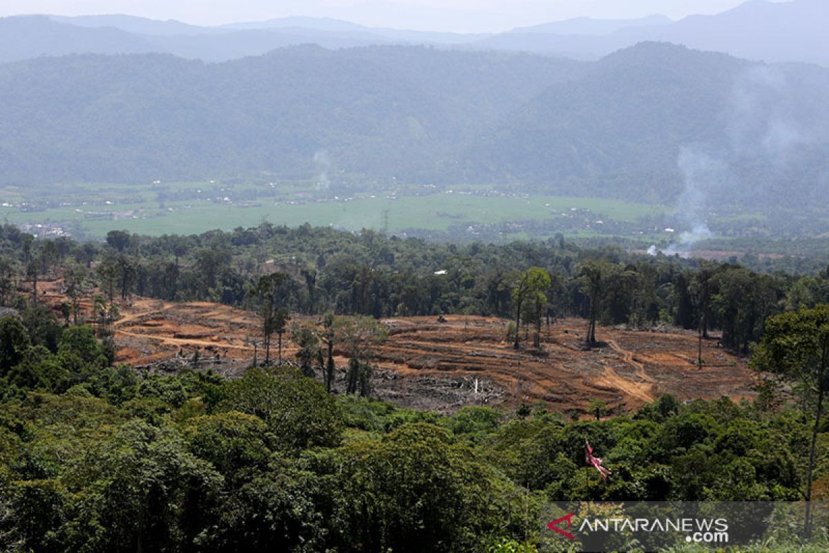 Pembukaan lahan di kawasan hutan