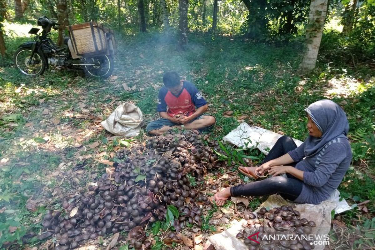 Petani jengkol sebut musim kemarau berkah