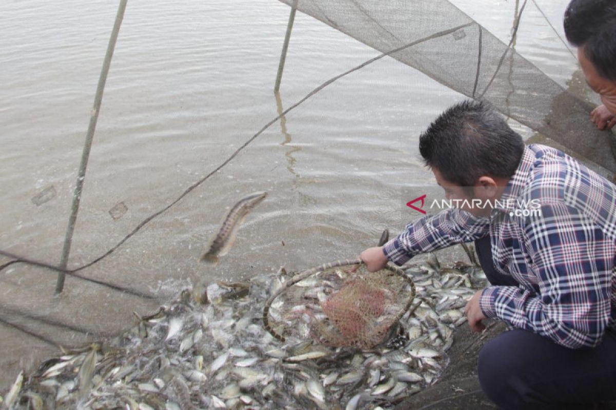 Gubernur Sumsel ajak lestarikan tradisi budidaya ikan,  Melalui tradisi melebung