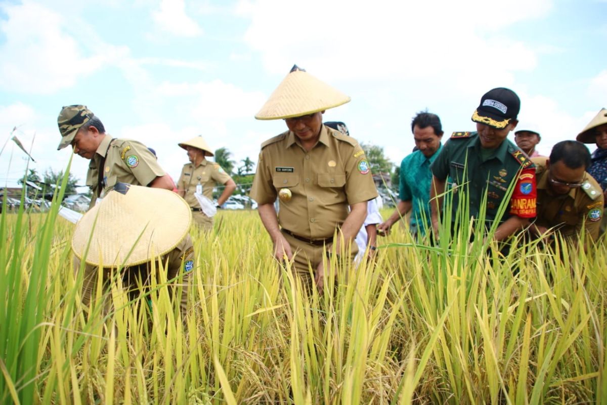 Edi Rusdi Kamtono panen perdana padi gadu