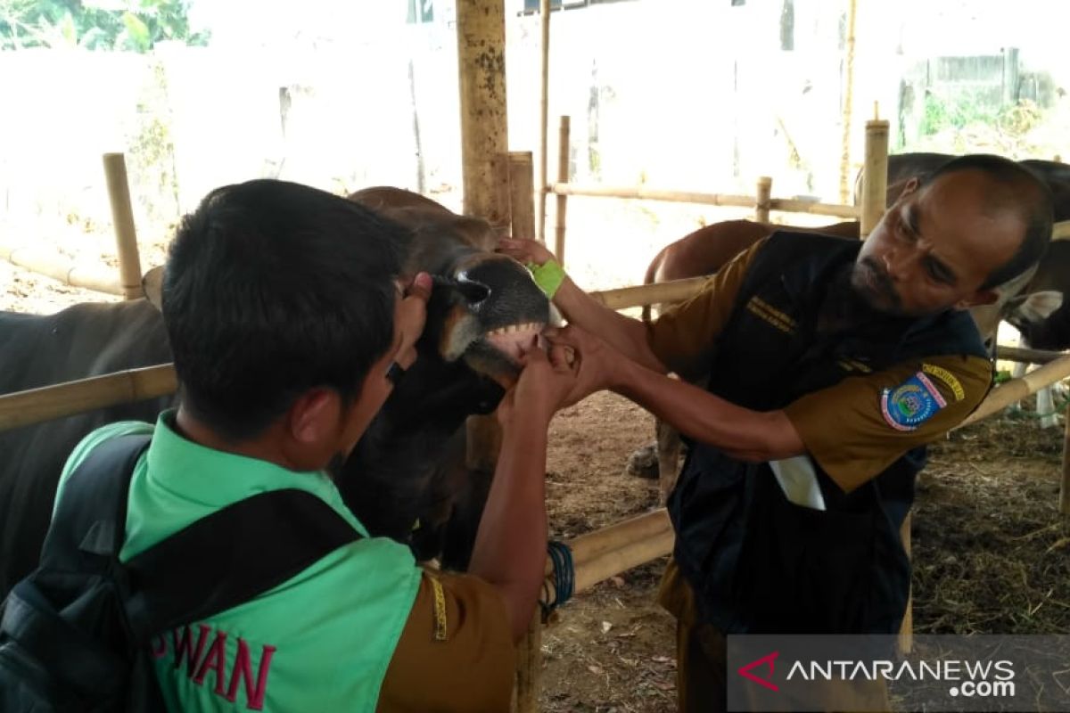 Pastikan kesehatan hewan qurban, ratusan ekor sapi diperiksa petugas