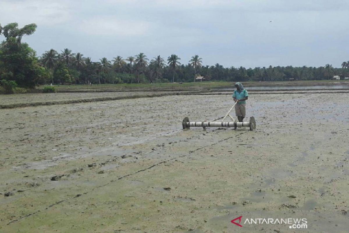 Tiga kecamatan di Sanggau akan jadi sentra padi organik perbatasan