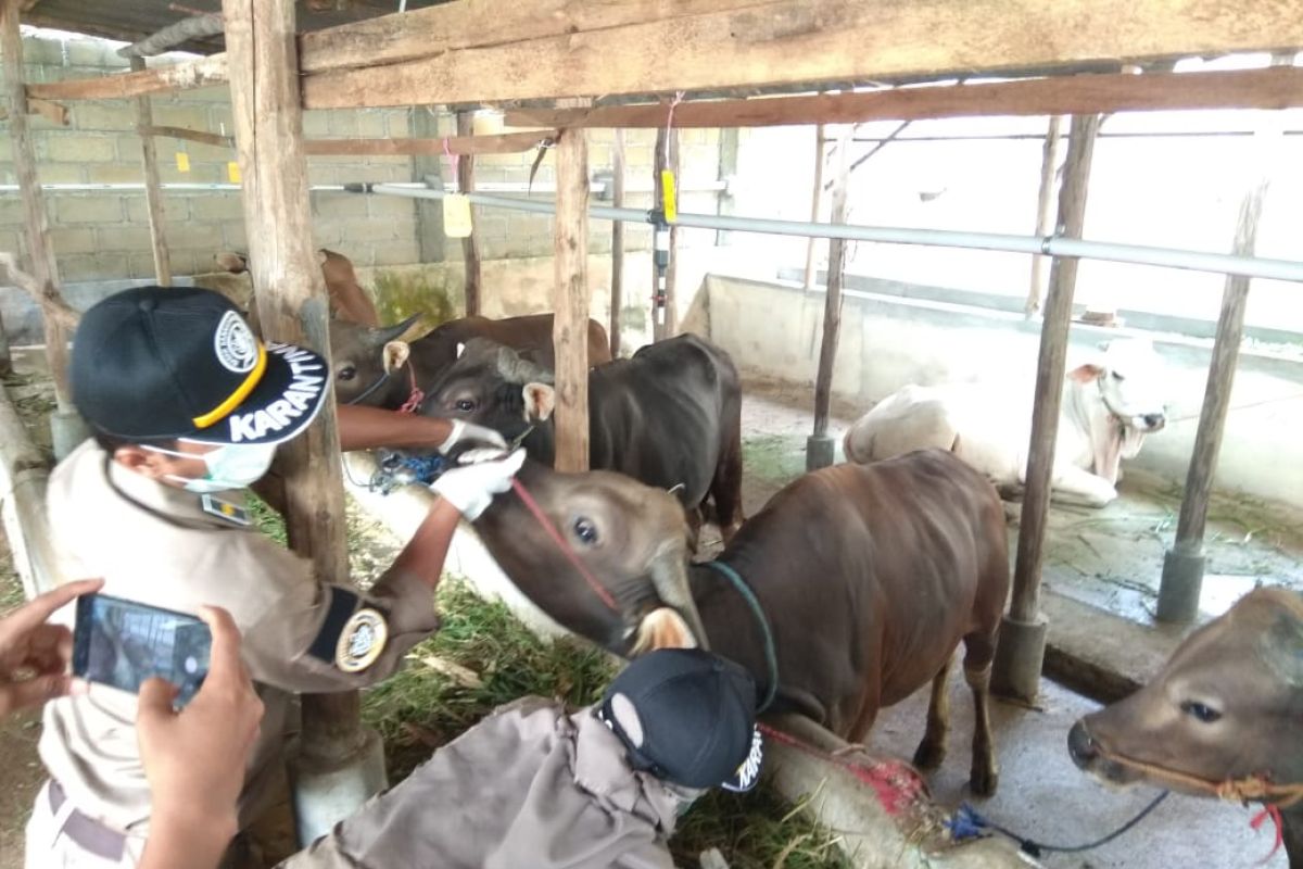 Balai Karatina Pertanian Tanjungpinang periksa kesehatan hewan kurban