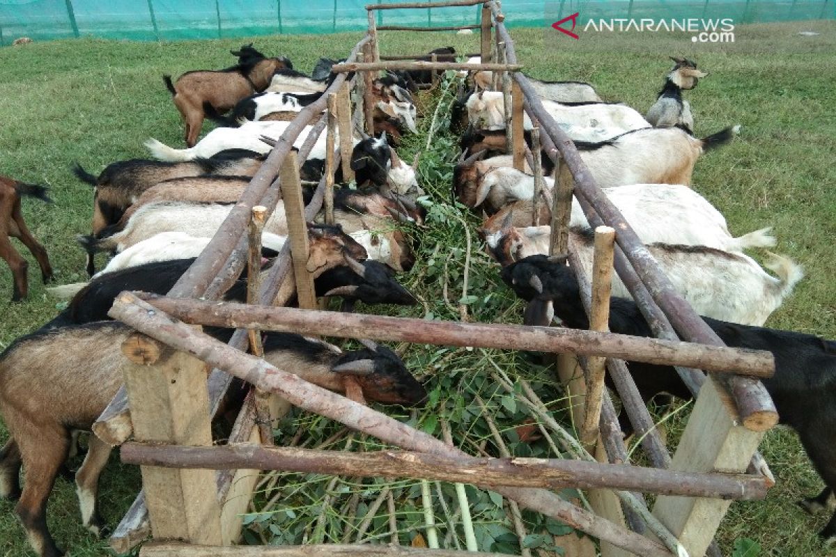 Jelang Idul Adha, harga kambing di Kendari bervariasi