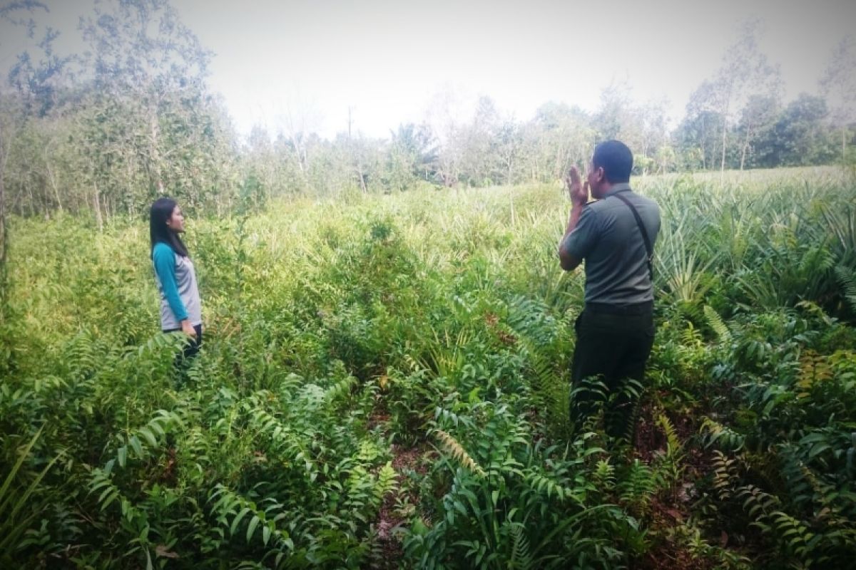 Orangutan kelaparan rusak kebun nanas warga Sampit