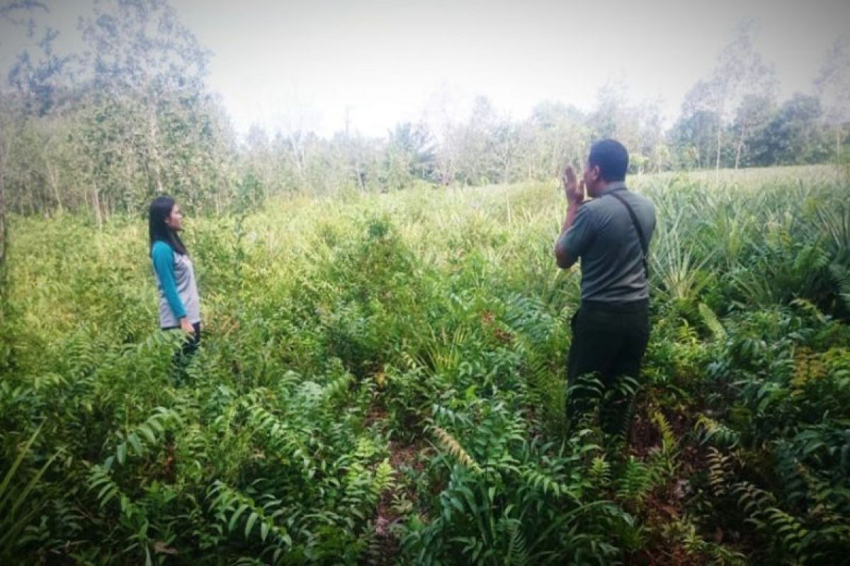 Orangutan kelaparan rusak kebun nanas warga Sampit