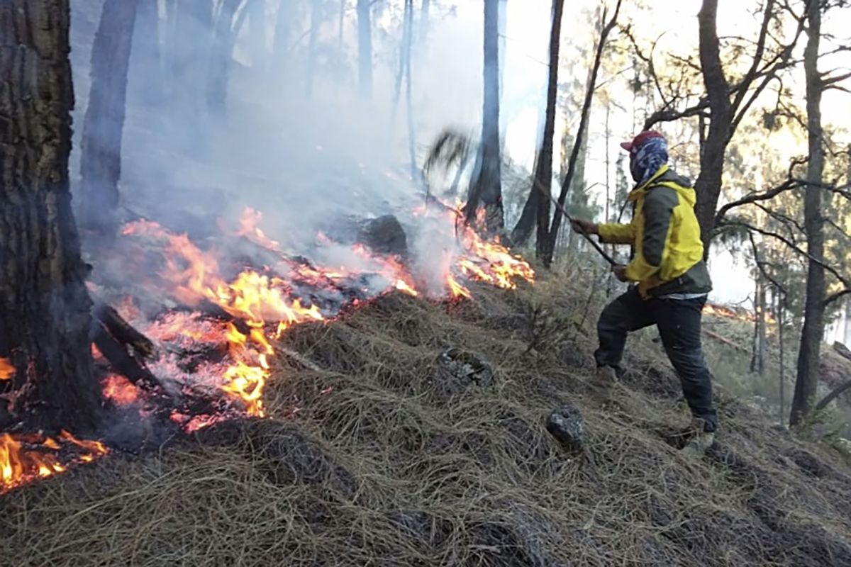 Hutan lereng Gunung Arjuno Jatim kembali terbakar