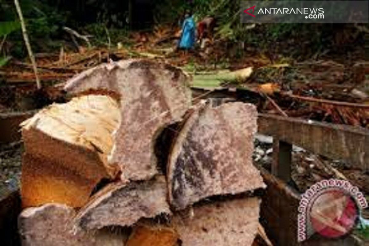 Produk sagu Sulawesi Tenggara rambah pasar antarpulau