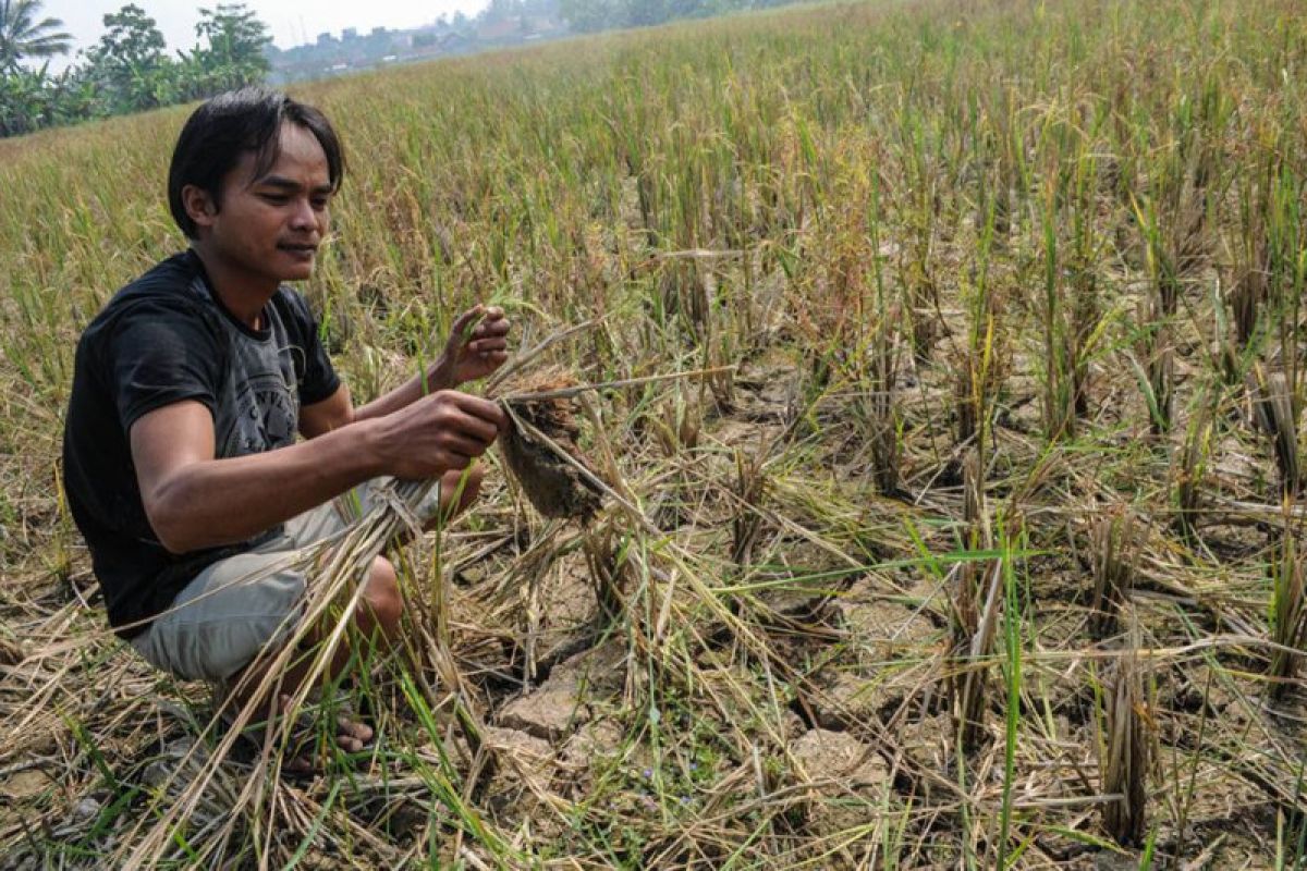 Ribuan hektare sawah di Kebupaten Lebak kekeringan