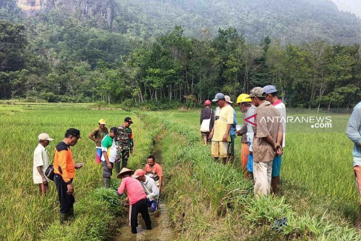 Korem Gapo bantu petani Musirawas  berantas hama tikus