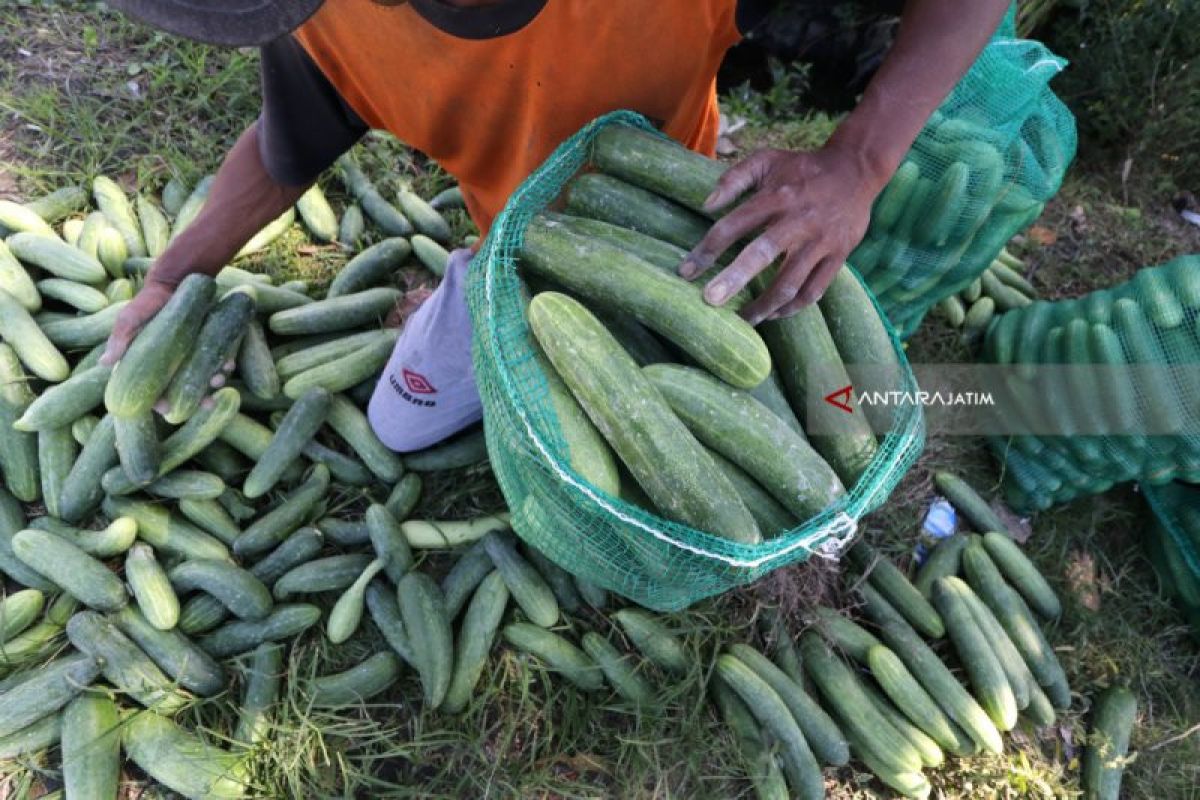 Musim kemarau, harga sayuran di Ngawi naik