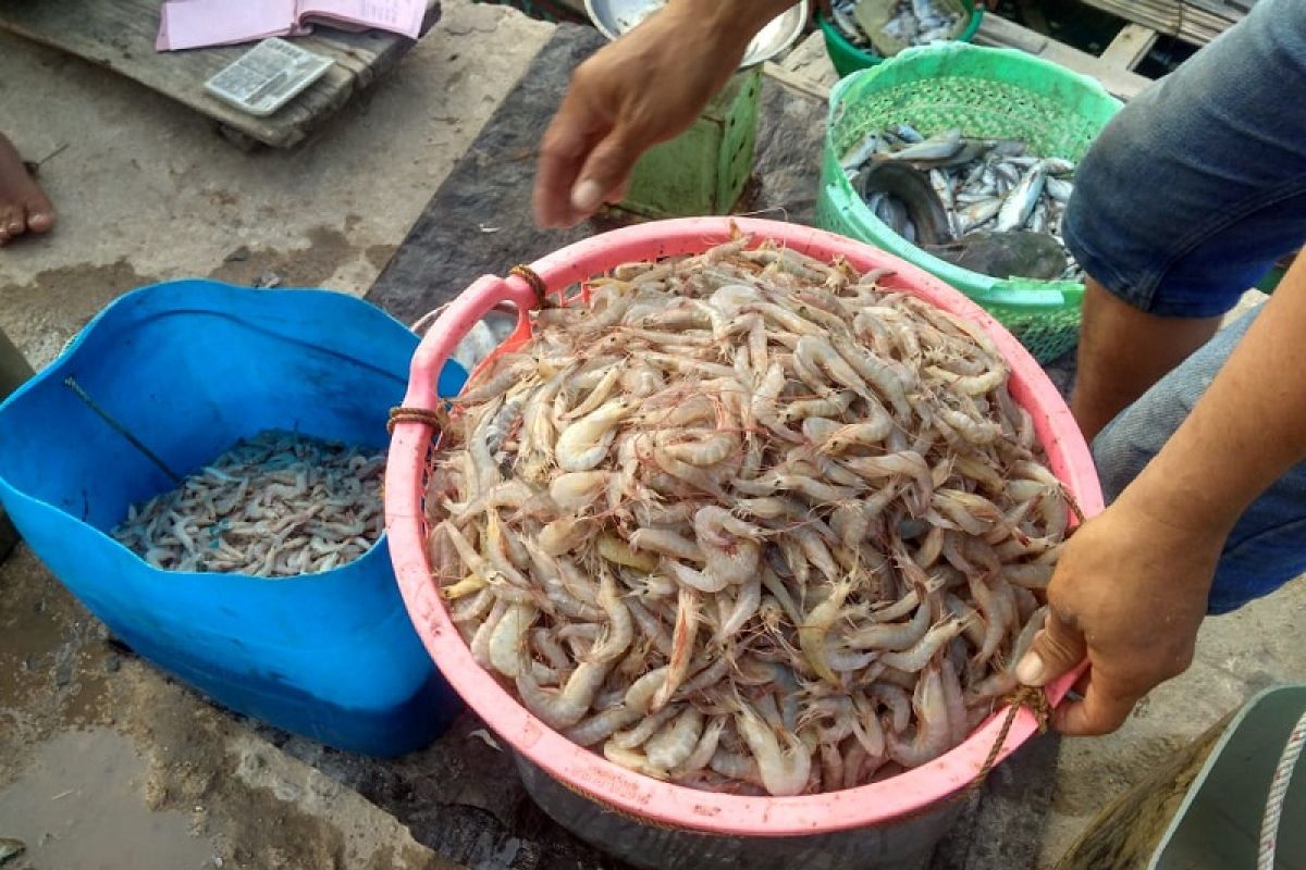 Nelayan panen udang laut meski cuaca buruk