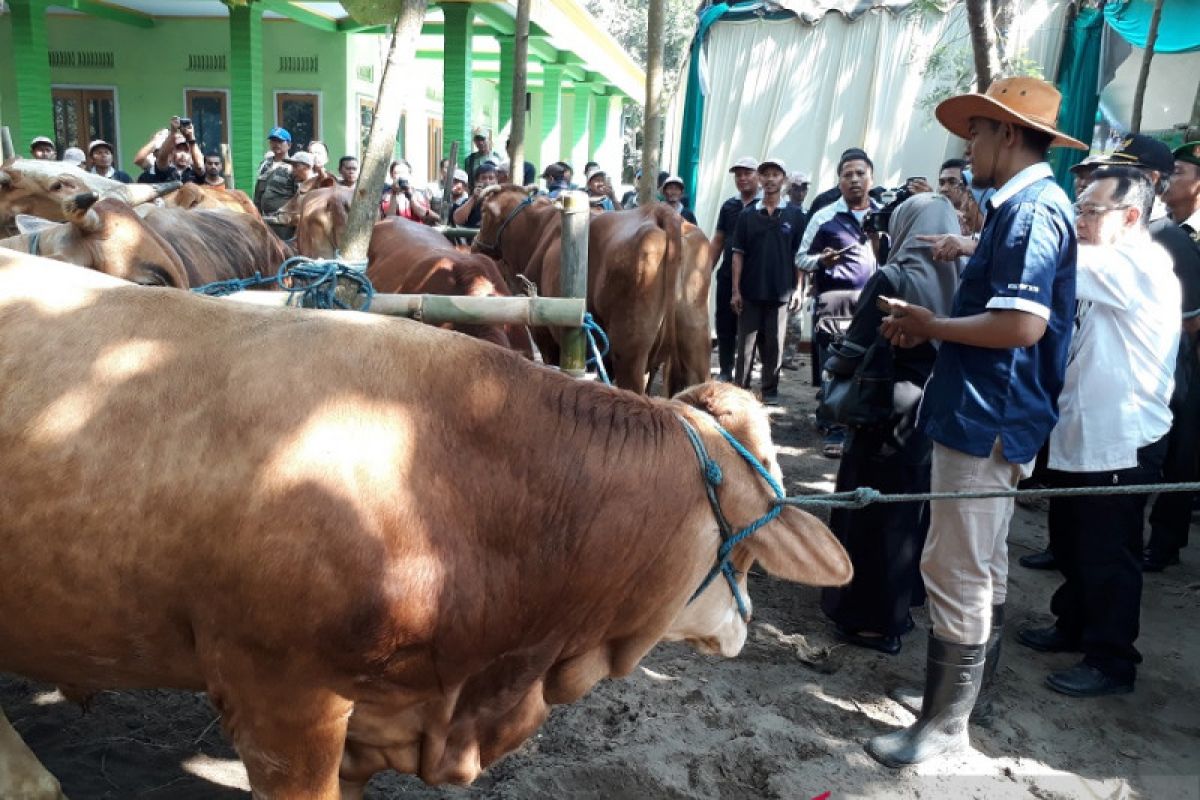 Populasi ternak sapi di Kota Kediri masih kurang