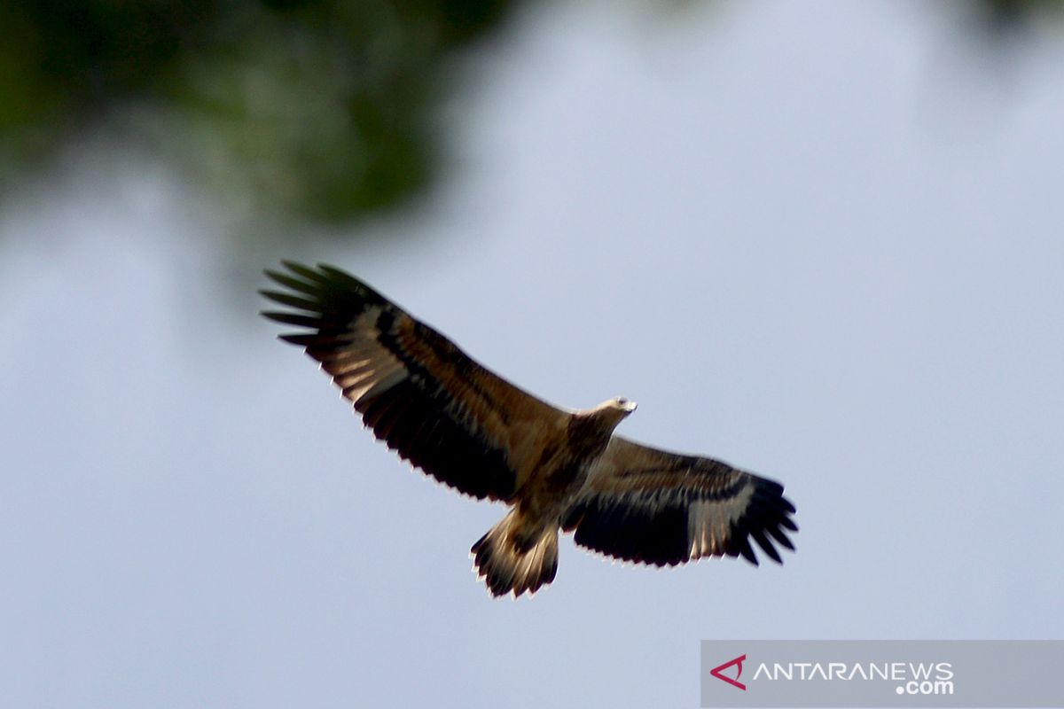 Bondol eagles only 18 left in Seribu Islands