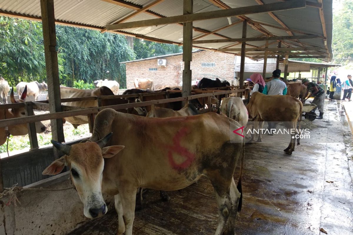 600 hewan kurban di Medan  diperiksa jelang Idul Adha
