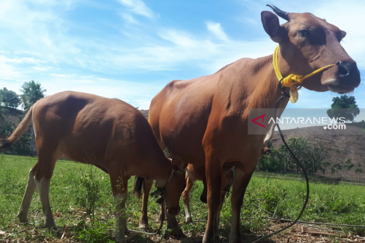 Produksi dan populasi peternakan di Gorontalo meningkat