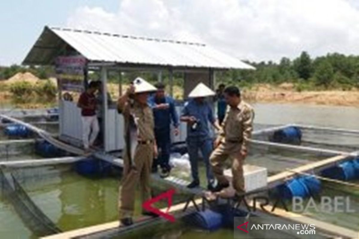 PT Timah bantu Pemdes Bukit Kijang budidayakan ikan