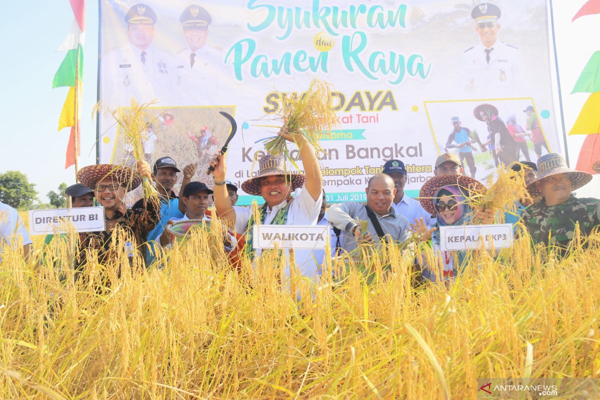 Wali Kota panen padi di Bangkal