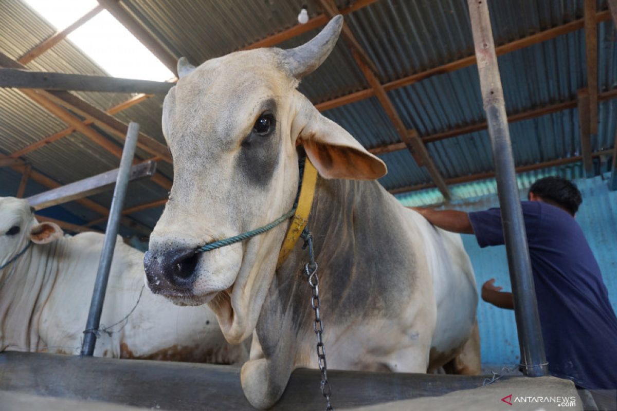 Pedagang sapi di Palu siap penuhi kebutuhan pasar Idul Adha