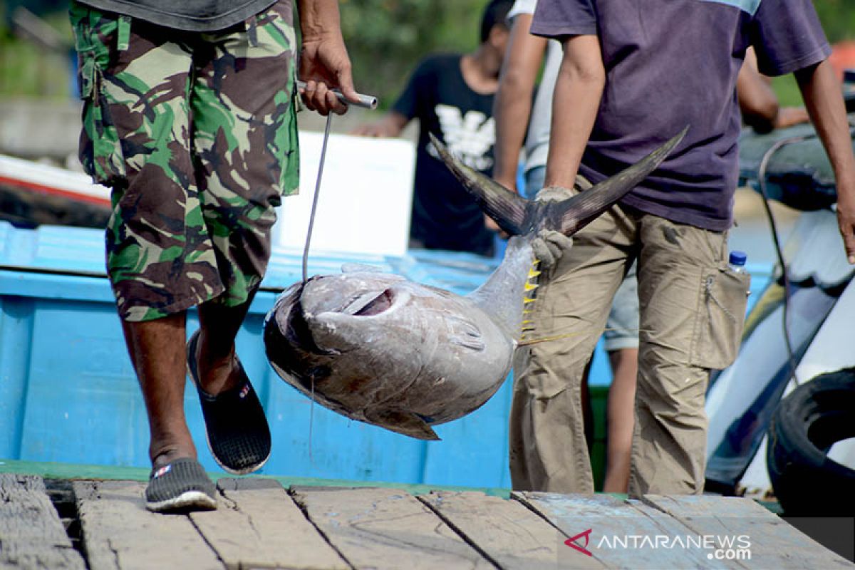 Tangkapan ikan tuna menurun