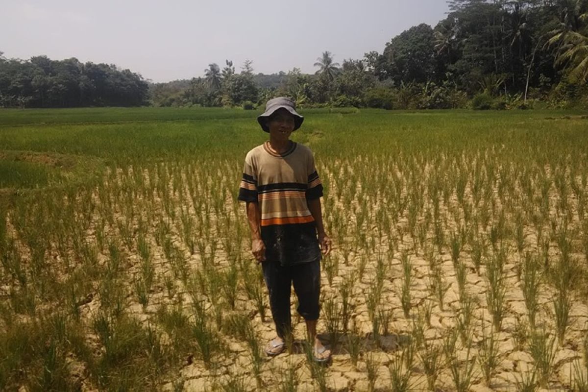 Petani pasrah kekeringan di Lebak timbulkan gagal panen