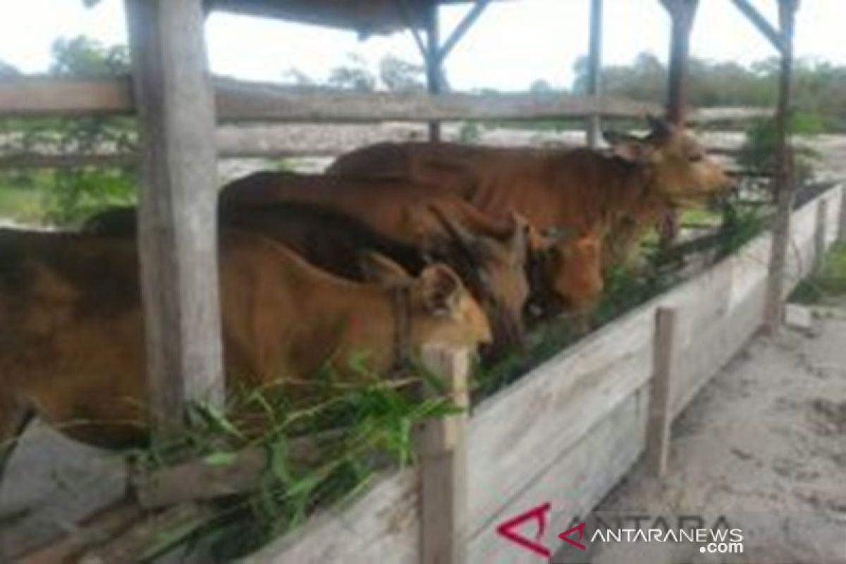 Wasprod PT Timah Toboali bantu empat sapi kurban