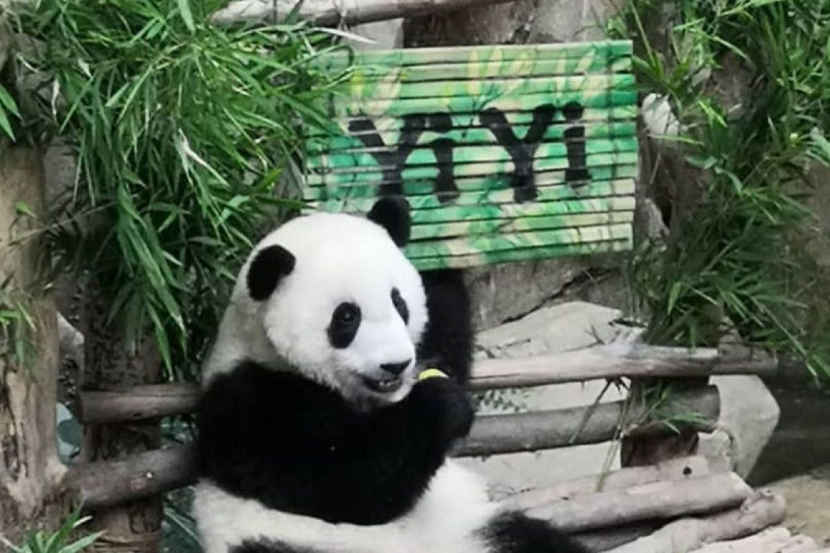 Anak panda di Kebun Binatang Negara dinamakan Yi Yi