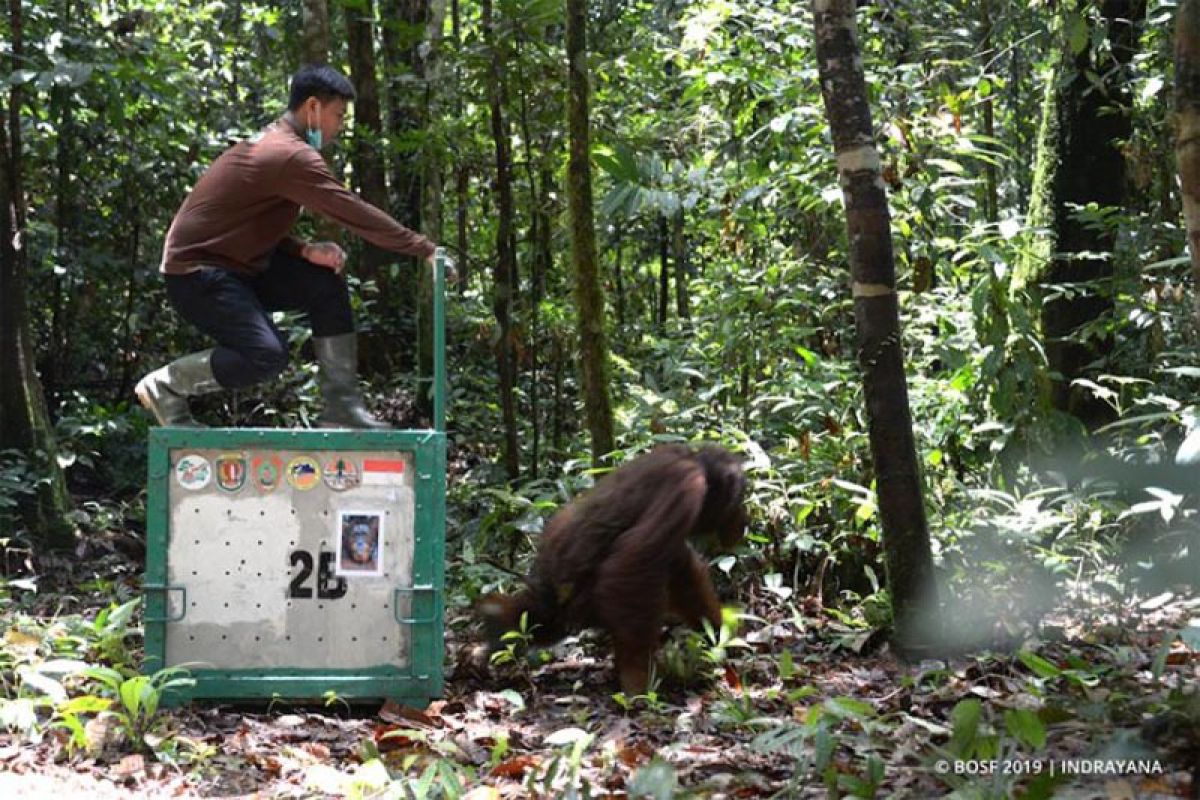 Eight orangutans released in C Kalimantan forest