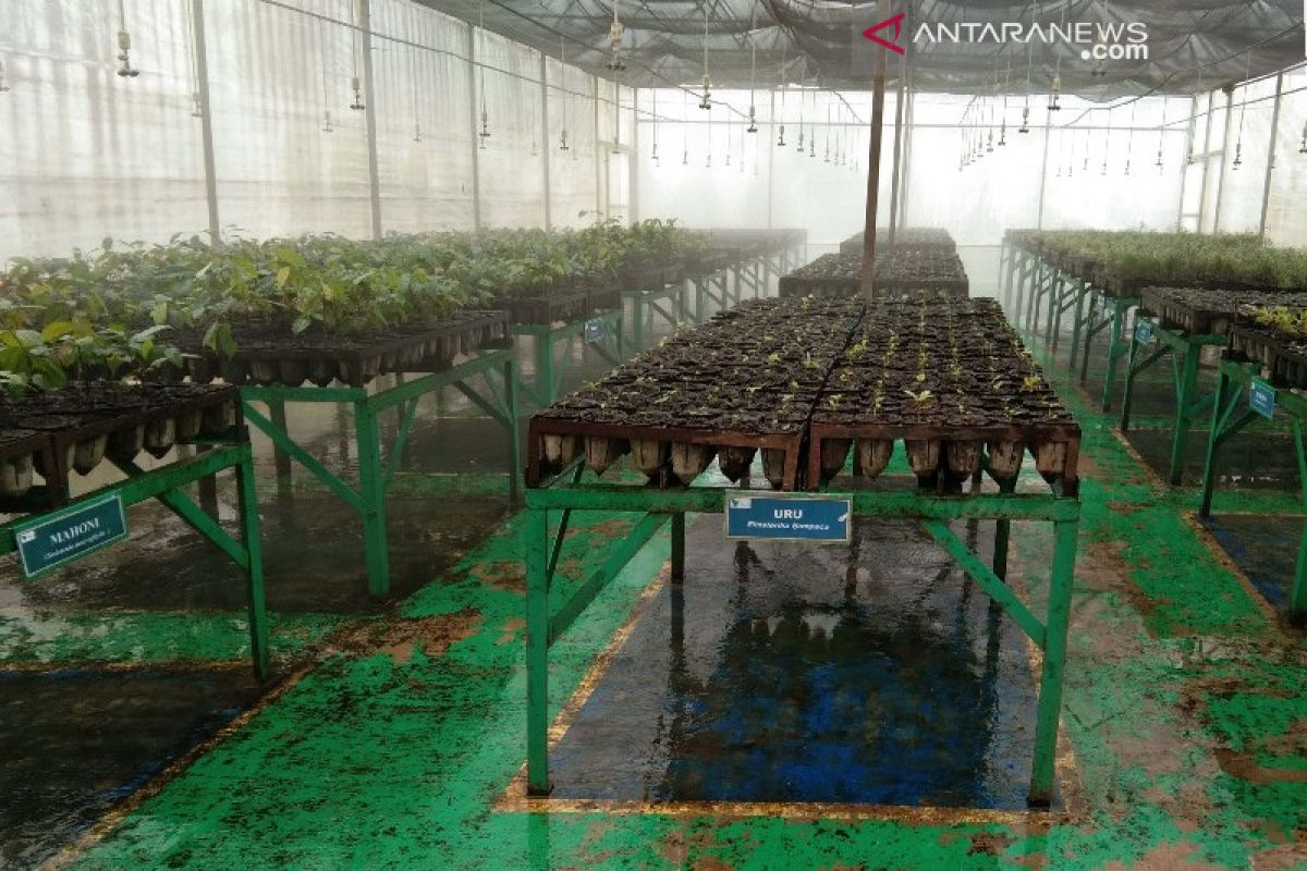 PT Vale siapkan 700 ribu tanaman untuk reklamasi lahan pascapengolahan tambang