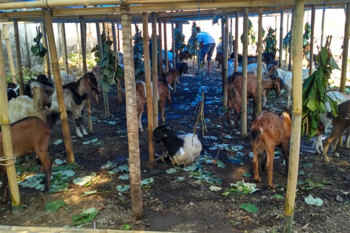 Pedagang hewan kurban Mataram menjamur jelang Idul Adha