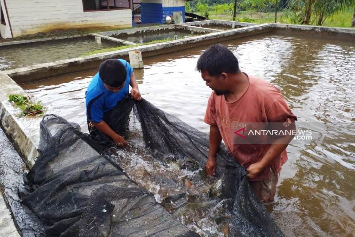 Konservasi Ikan Jurung Anton butuh atensi Tambang Emas Martabe