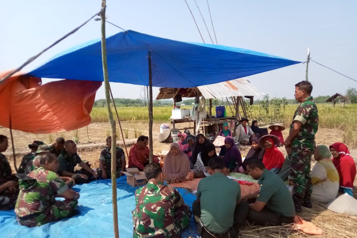 Puluhan prajurit TNI turun ke sawah panen perdana bareng warga