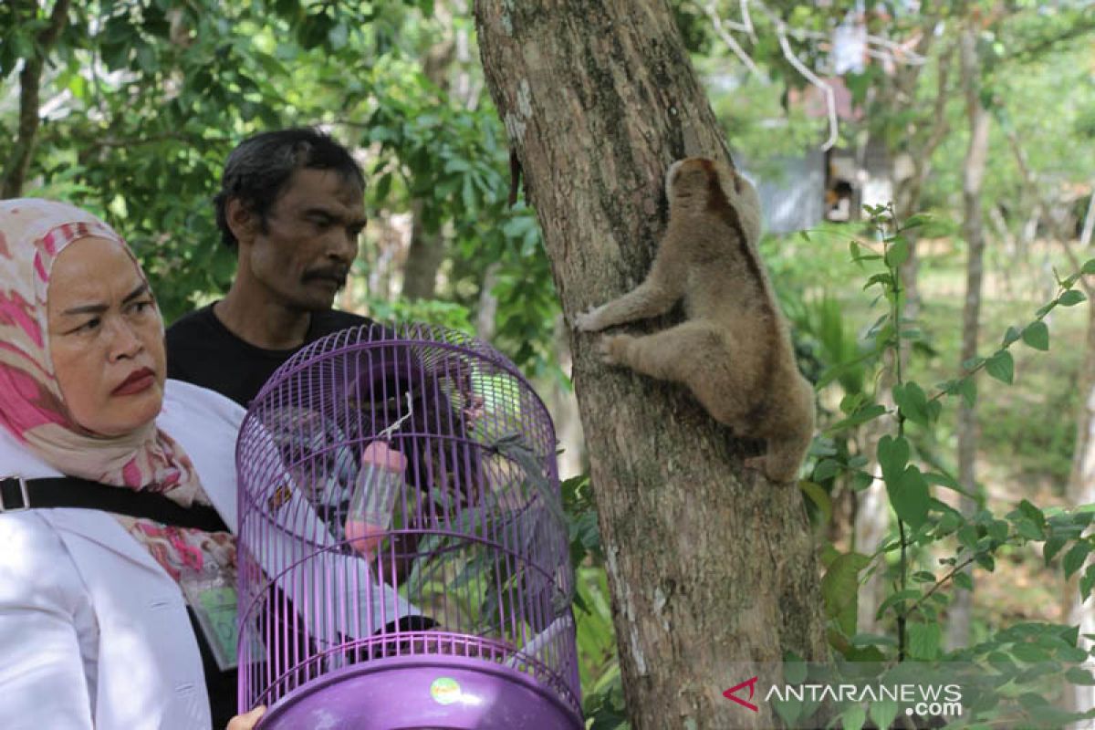 BKSDA Aceh lepasliar dua satwa dilindungi