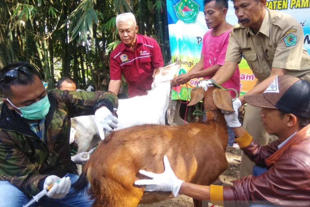 Petugas DKPP Pamekasan periksa kesehatan hewan kurban