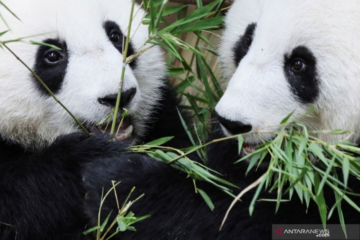 Pakar China siapkan otopsi panda di Kebun Binatang Thailand