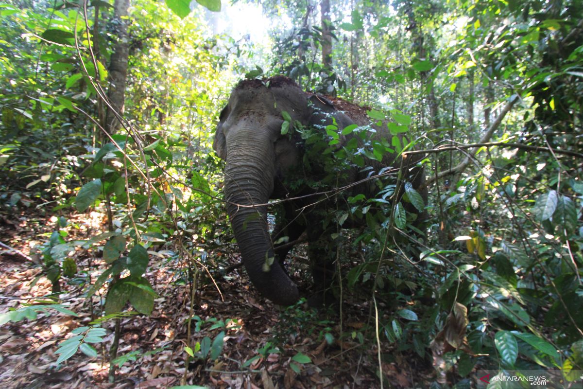Tim BKSDA Riau giring rombongan gajah ke hutan