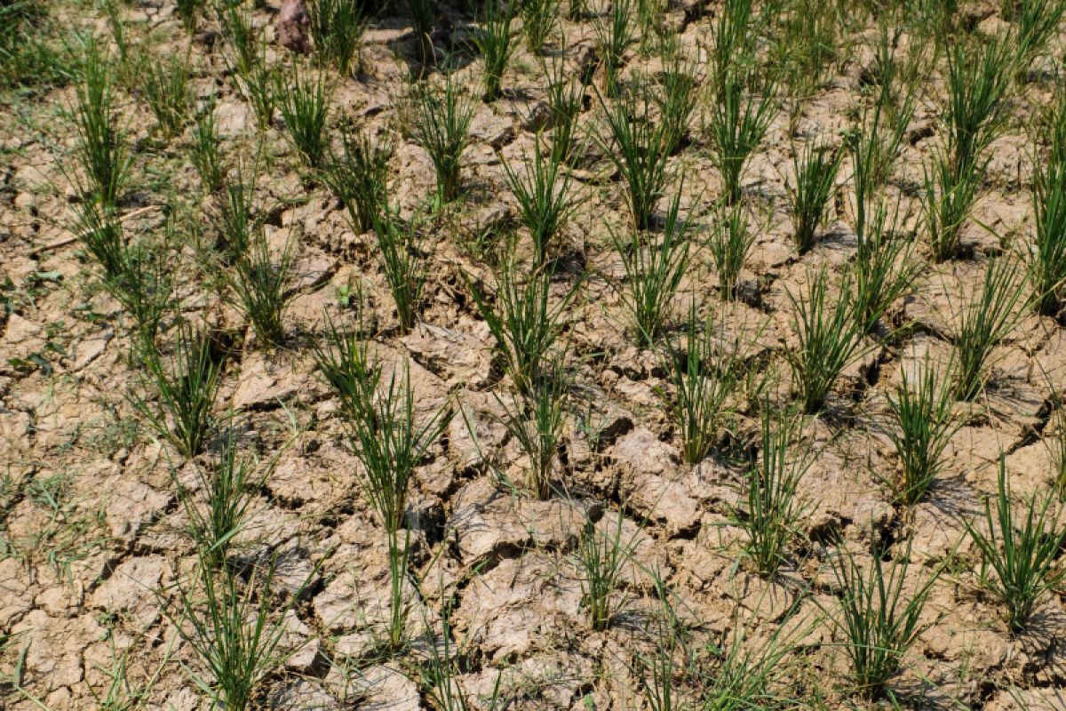 282 hektare sawah di Lebak terancam gagal panen