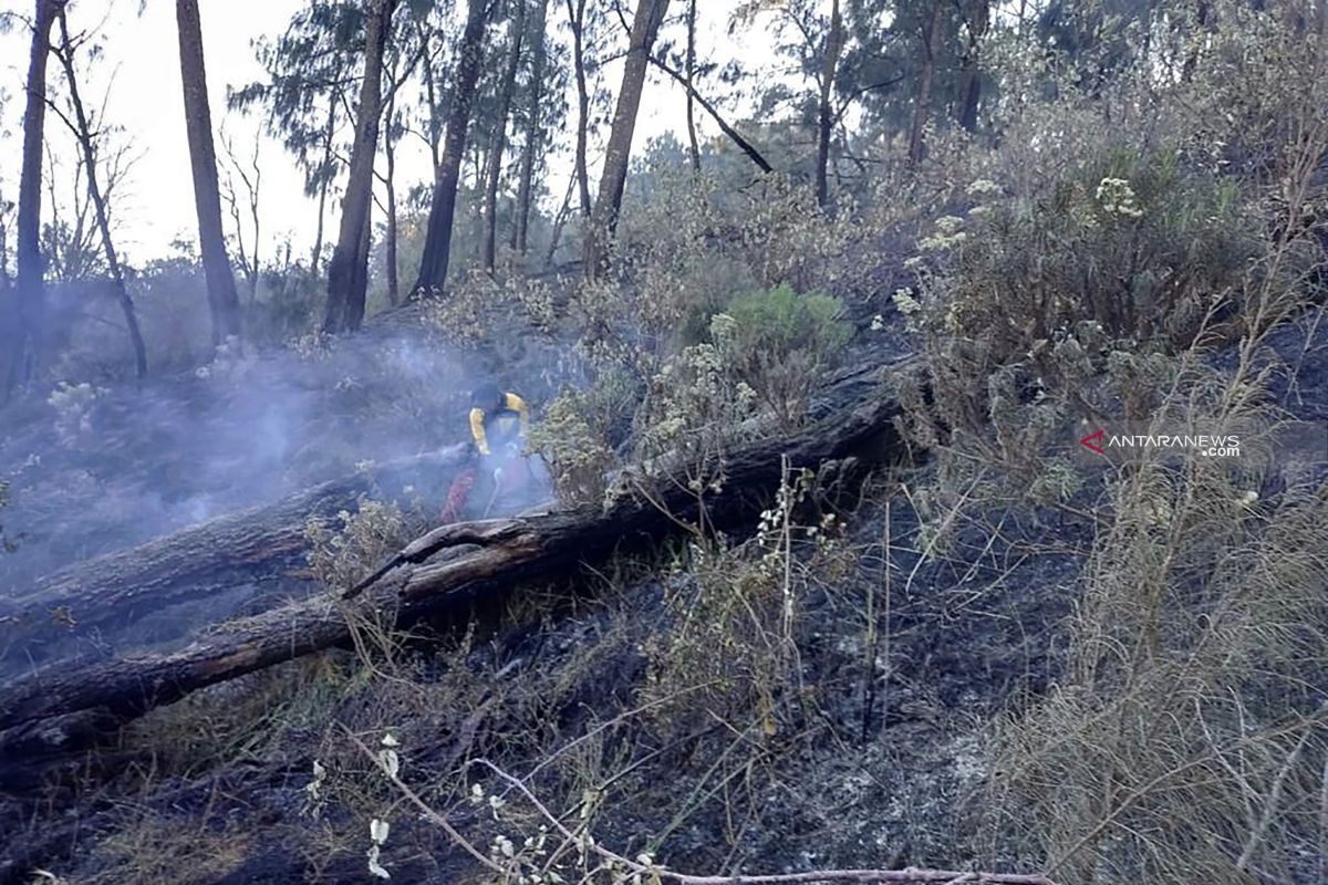 300 hektare areal hutan di Gunung Arjuno terbakar