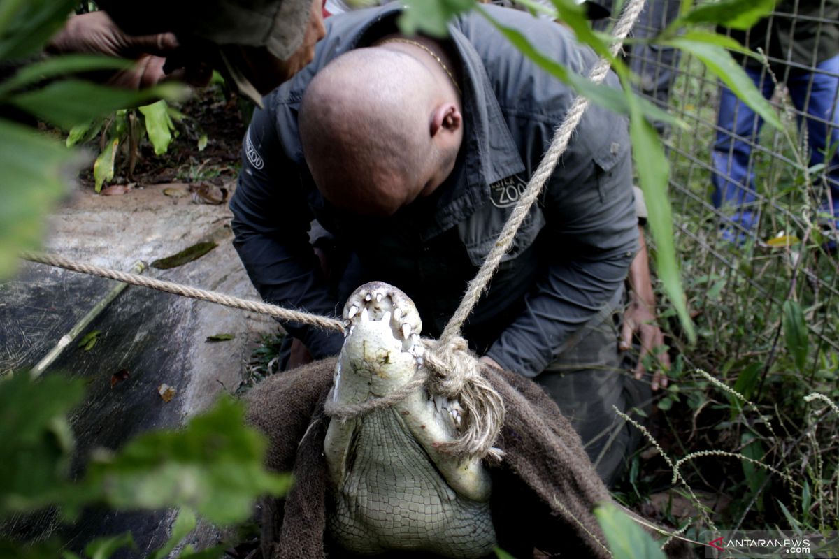 Bupati minta BKSDA tangkap buaya di Teluk Baguala