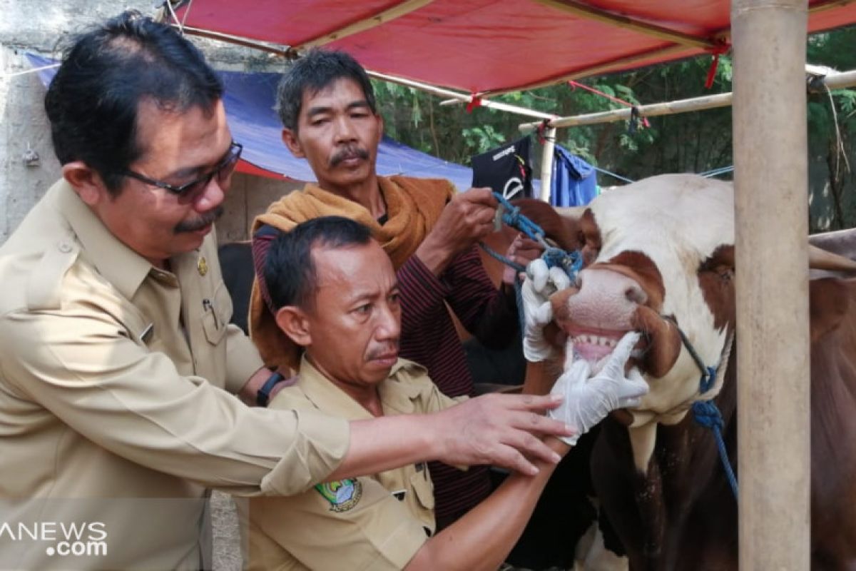 Awasi hewan kurban sakit DKP Tangerang bentuk satgas