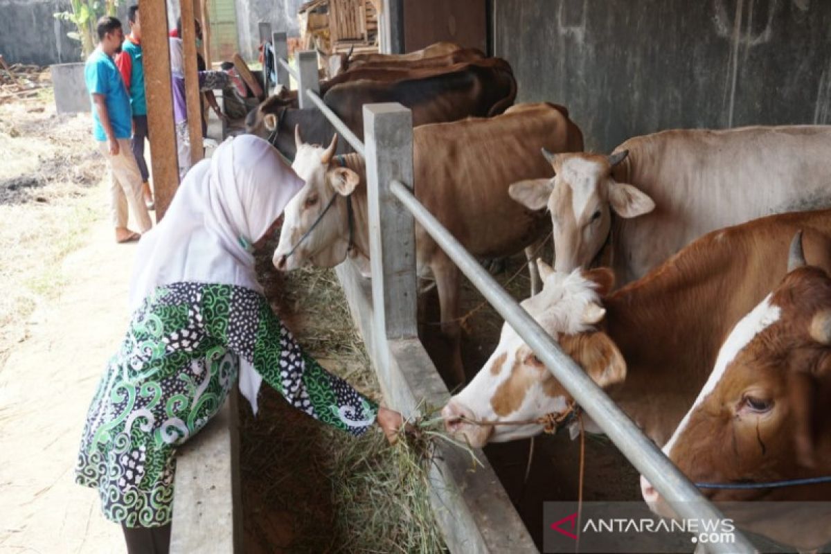 Antisipasi daging tak layak, Pekalongan intensif periksa hewan kurban