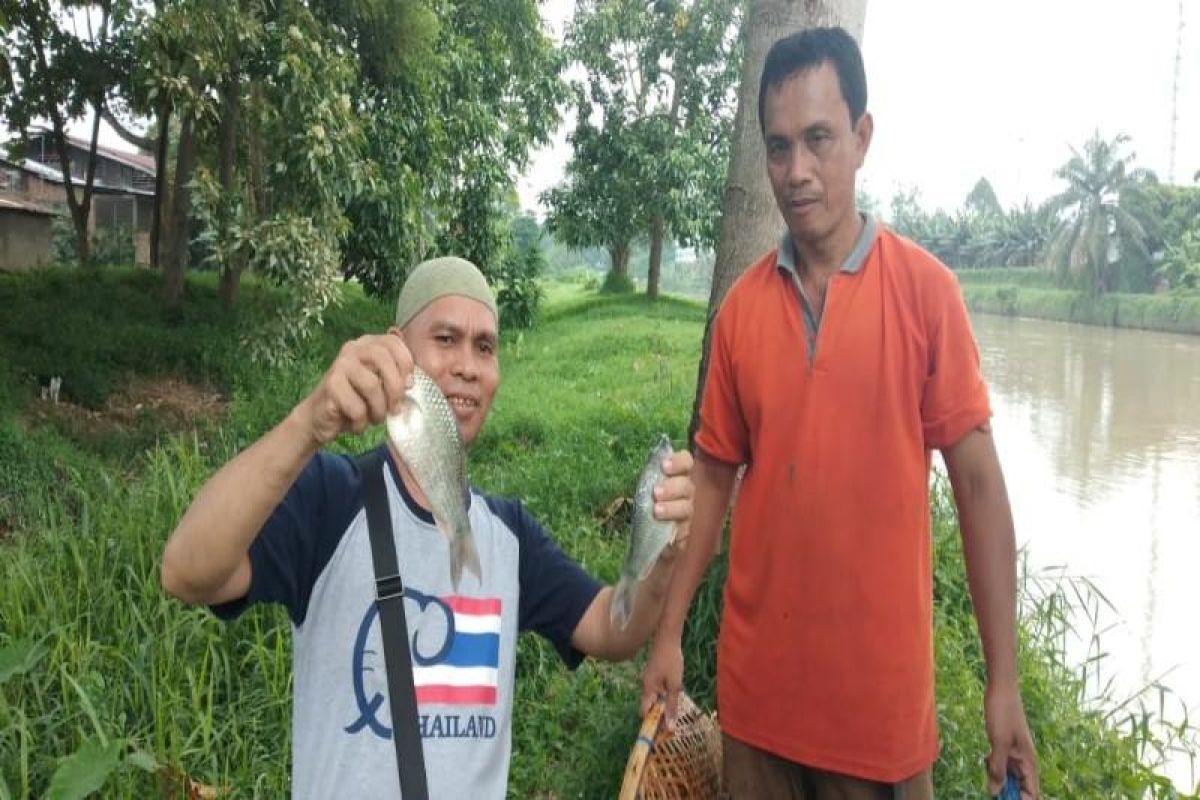 Dinas Lingkungan hidup teliti penyebab kematian ikan di Sei Padang