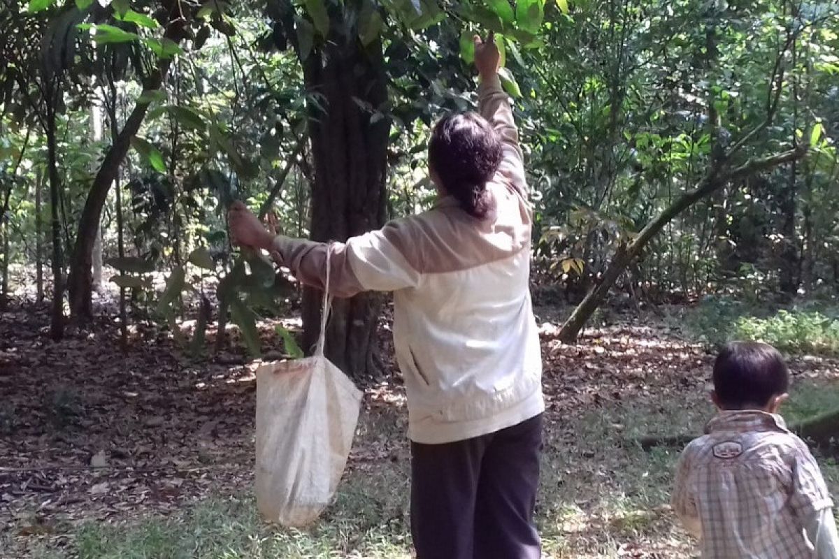 Durian montong maringgai sulit ditemukan